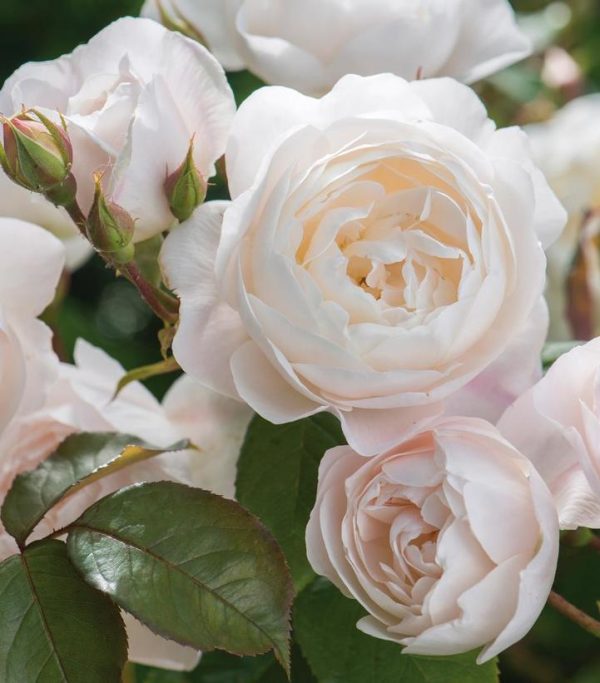 ROSA `DESDEMONA`
