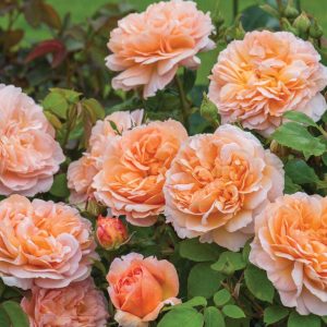 ROSA `THE LADY GARDENER`