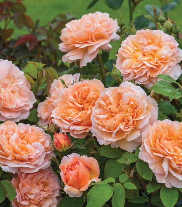 ROSA `THE LADY GARDENER`