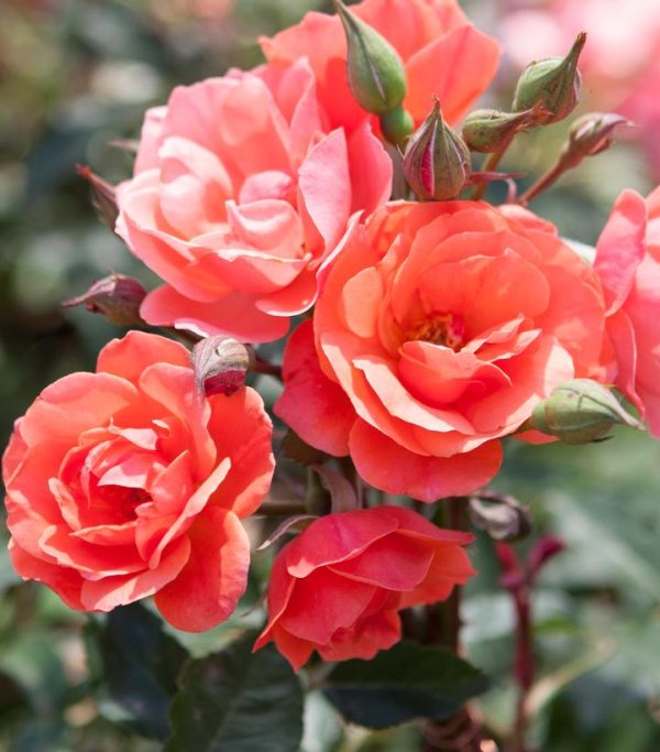 ROSA `CORAL KNOCK OUT`