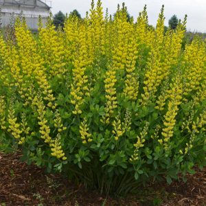 BAPTISIA `AMERICAN GOLDFINCH`
