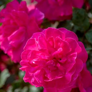 ROSA `HIGHWIRE FLYER` - CL