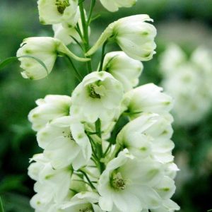 DELPHINIUM ELATUM `GUARDIAN WHITE`