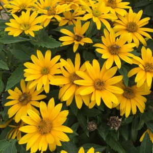 HELIOPSIS `TUSCAN GOLD`