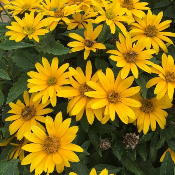 HELIOPSIS `TUSCAN GOLD`