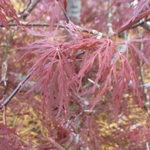 ACER PAL. DIS. `RED DRAGON`