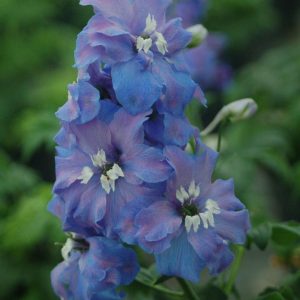 DELPHINIUM ELATUM `GUARDIAN BLUE`