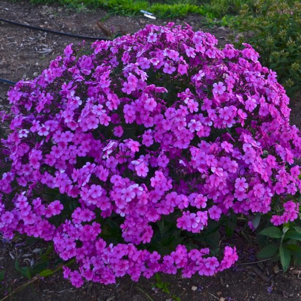 PHLOX `CLOUDBURST`