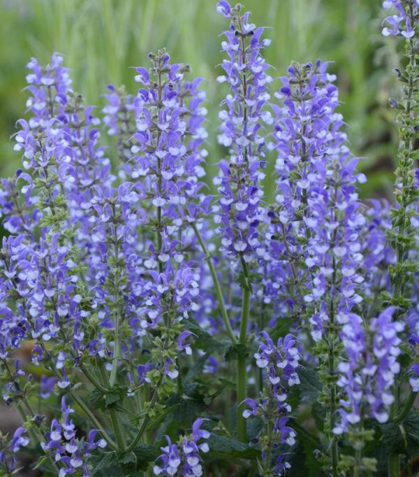 SALVIA COLOR SPIRES `AZURE SNOW`