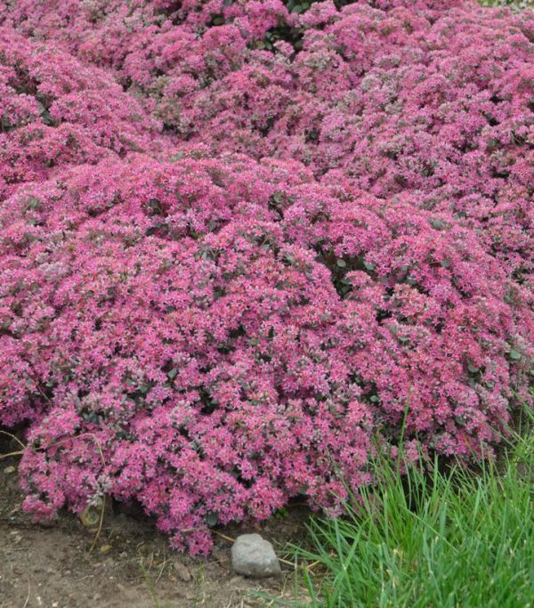 SEDUM ROCK `N ROUND `POPSTAR`