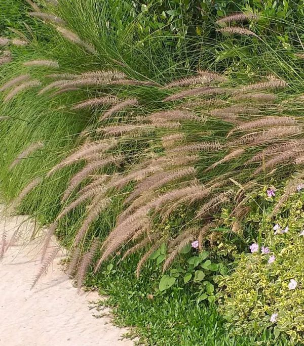 PENNISETUM ALOPECUROIDES