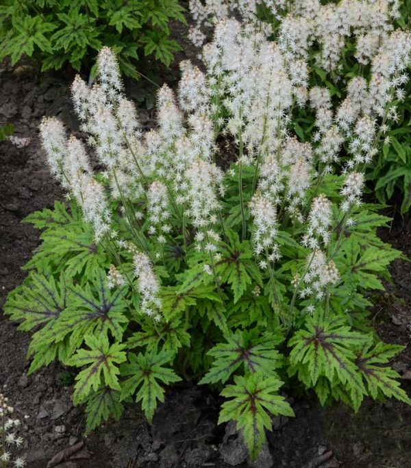 TIARELLA `CUTTING EDGE`