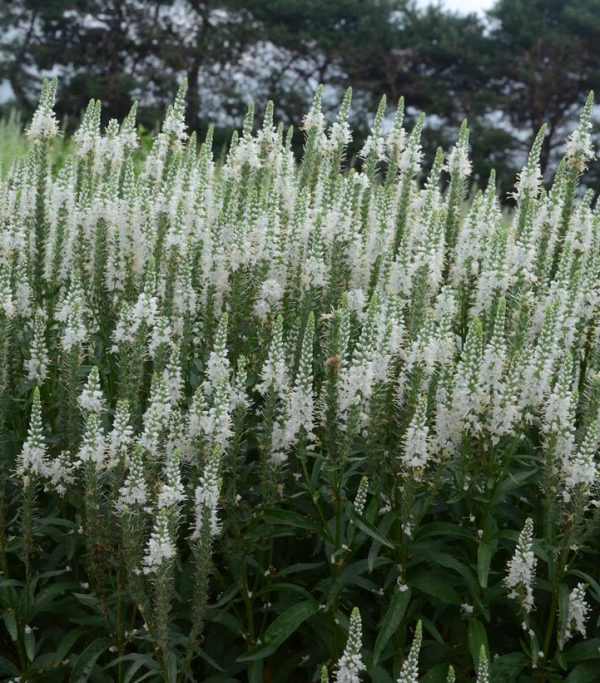 VERONICA MS `WHITE WANDS`