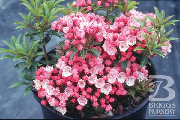 KALMIA LATIFOLIA `TIDDLYWINKS`