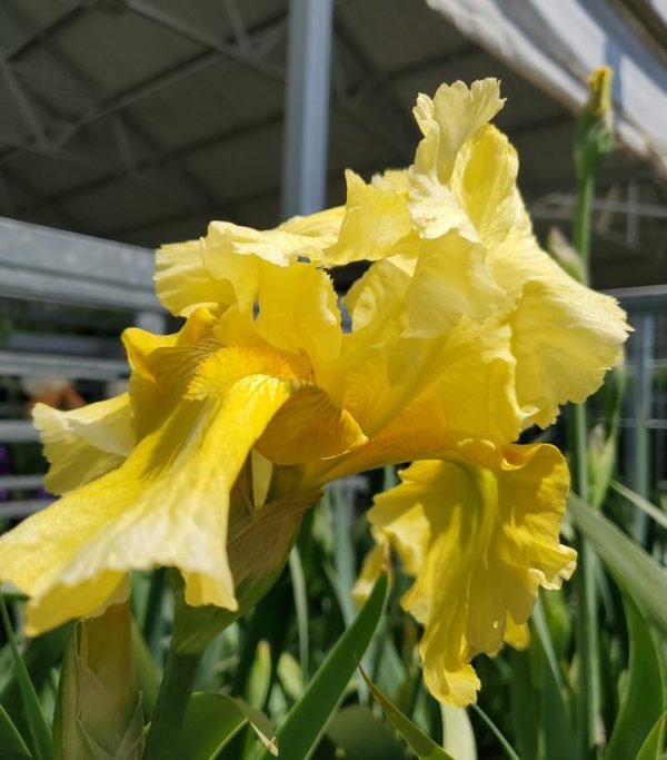 IRIS GERMANICA `PLEASANT PEASANT` (YELLOW)
