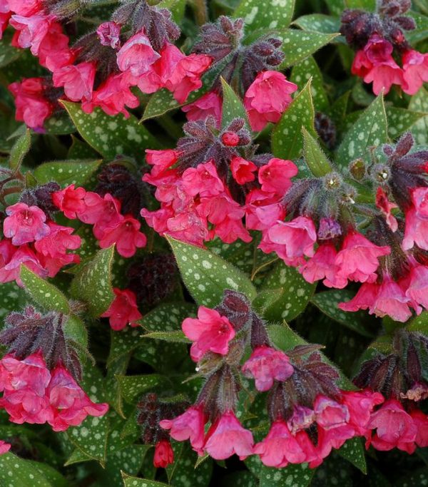 PULMONARIA `SHRIMPS ON THE BARBIE`