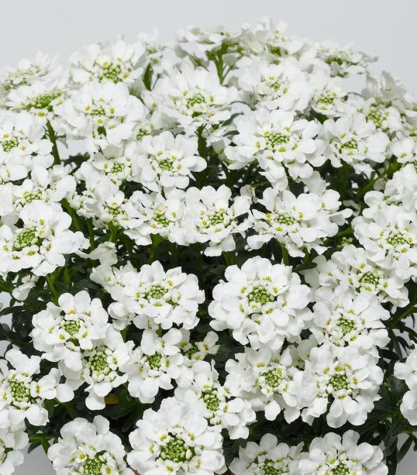 IBERIS SEMPERVIRENS `SNOWSURFER`
