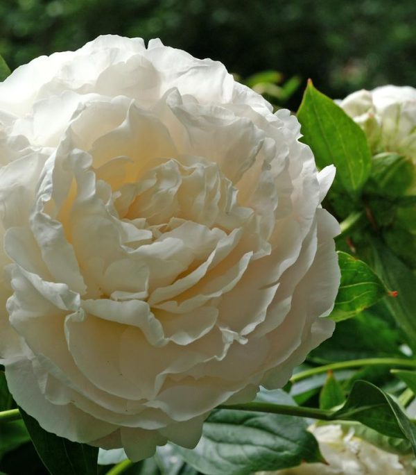 PAEONIA LACTIFLORA `SHIRLEY TEMPLE`