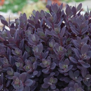 SEDUM SUN SPARKLER `PLUM DAZZLED`