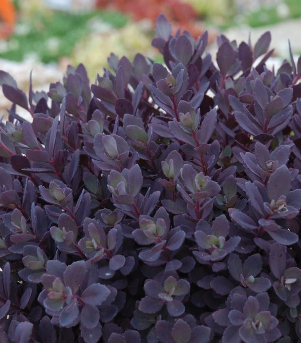 SEDUM SUN SPARKLER `PLUM DAZZLED`