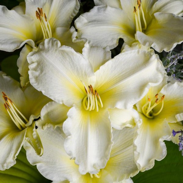 HEMEROCALLIS `SUNDAY GLOVES`