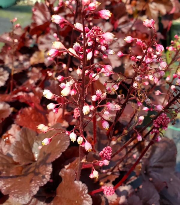 HEUCHERA `FOREVER RED`