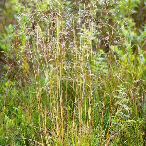 DESCHAMPSIA CESPITOSA
