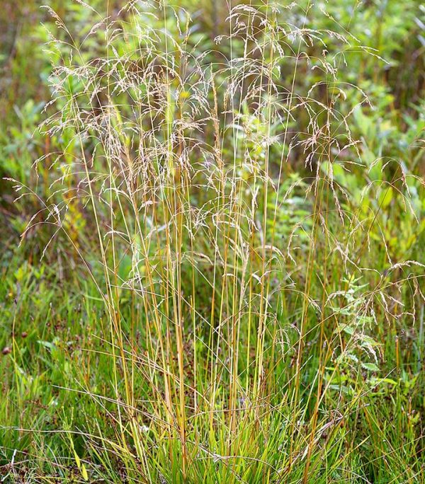 DESCHAMPSIA CESPITOSA