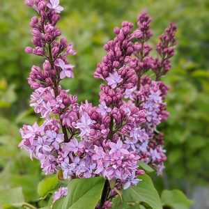 SYRINGA X `VIRTUAL VIOLET`