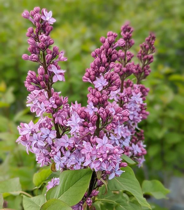 SYRINGA X `VIRTUAL VIOLET`