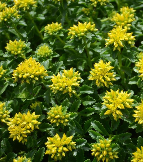 SEDUM `LITTLE MISS SUNSHINE`