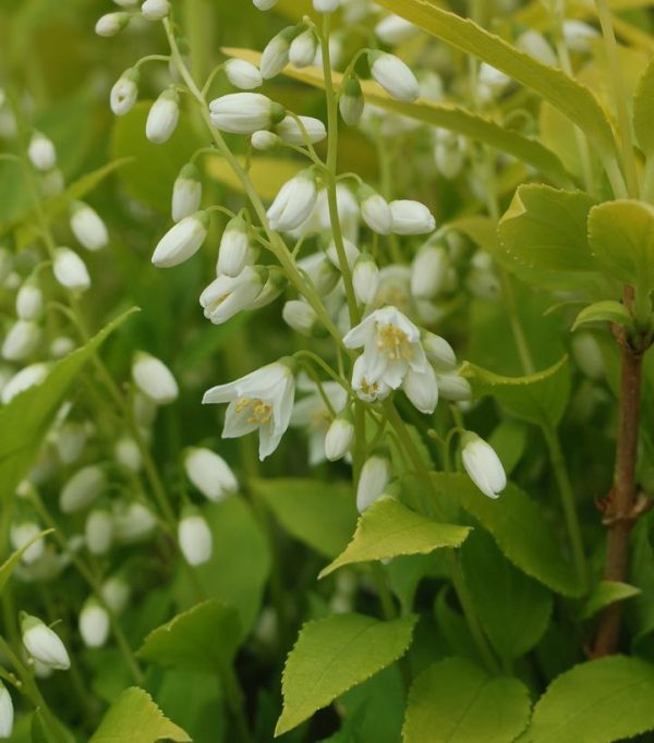 DEUTZIA GRACILIS `CHARDONNAY PEARLS`