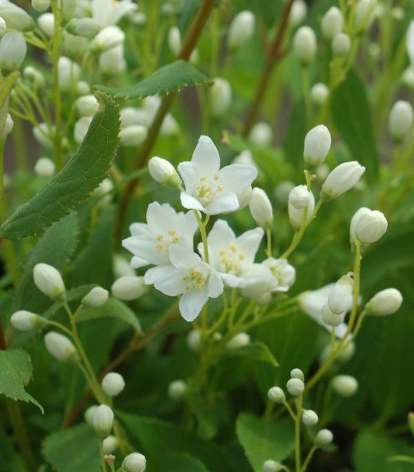 DEUTZIA GRACILIS `NIKKO`