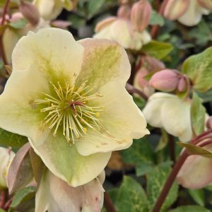 HELLEBORUS X FROSTKISS `MOLLY`S WHITE`