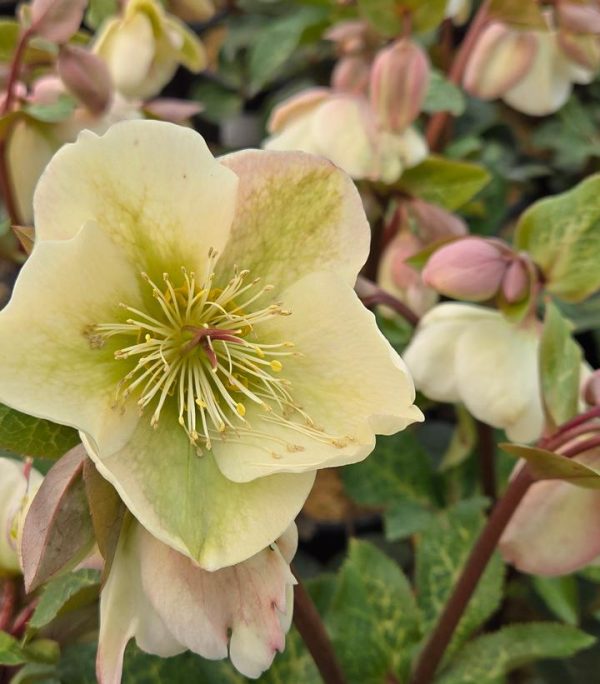 HELLEBORUS X FROSTKISS `MOLLY`S WHITE`