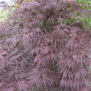 ACER PAL. DIS. `TAMUKEYAMA`