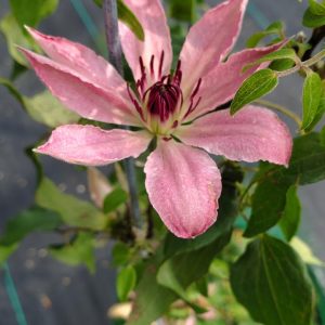 CLEMATIS `SARAH ELIZABETH` (MUST SLEEVE)