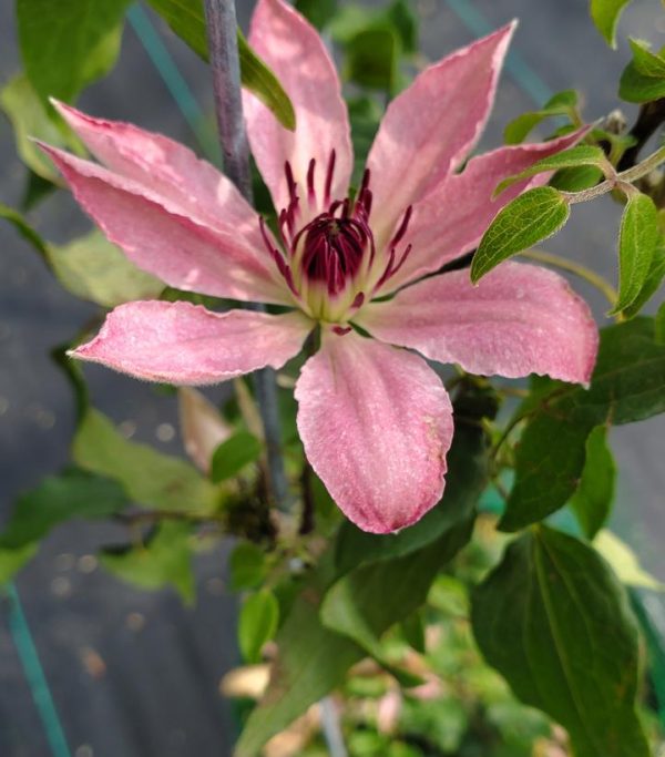 CLEMATIS `SARAH ELIZABETH` (MUST SLEEVE)