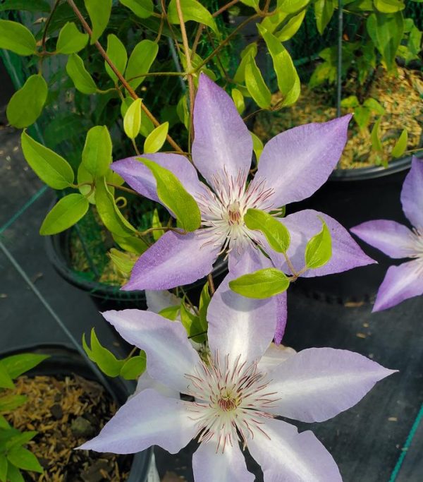 CLEMATIS `TRANQUILITE` (MUST SLEEVE)