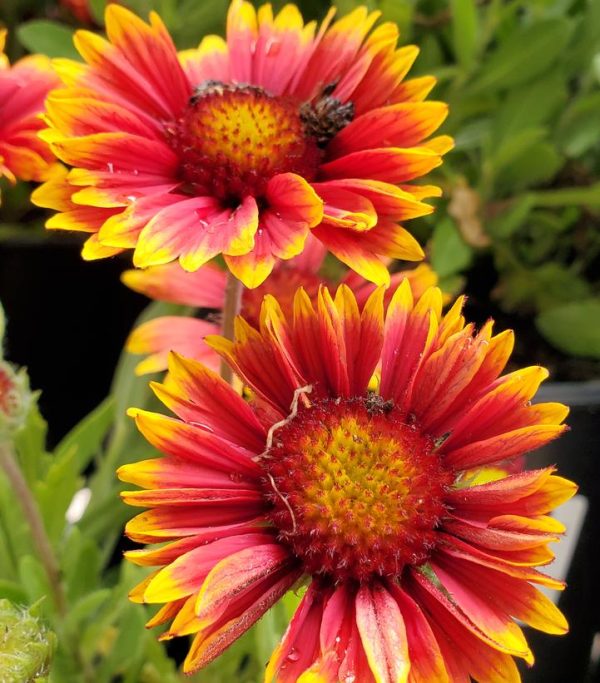GAILLARDIA SPINTOP `ORANGE HALO`