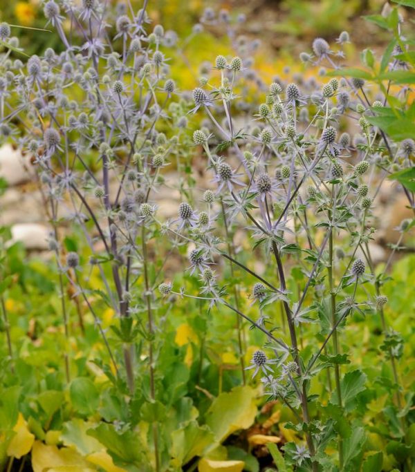 ERYNGIUM PLANUM `BLUE GLITTER`