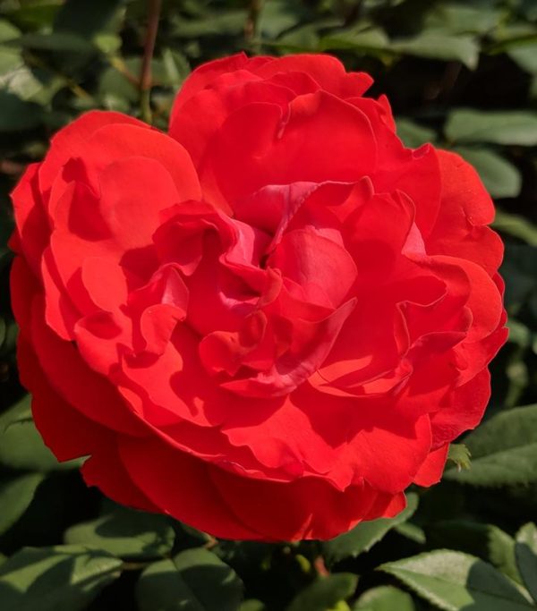 ROSA `TRUE PASSION`