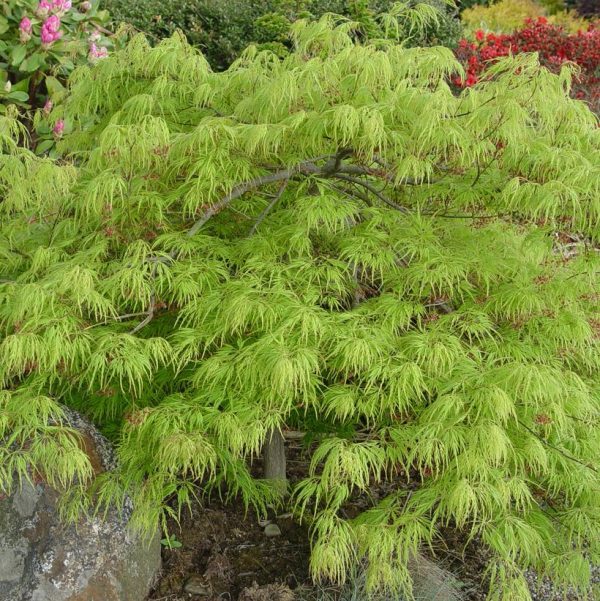 ACER PAL. DIS. `VIRIDIS`