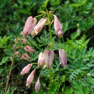 DICENTRA EXIMIA
