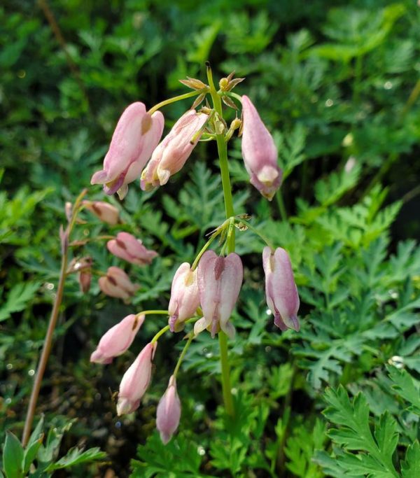 DICENTRA EXIMIA