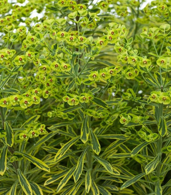 EUPHORBIA X MARTINII `ASCOT RAINBOW`