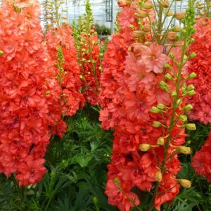 DELPHINIUM `RED LARK`