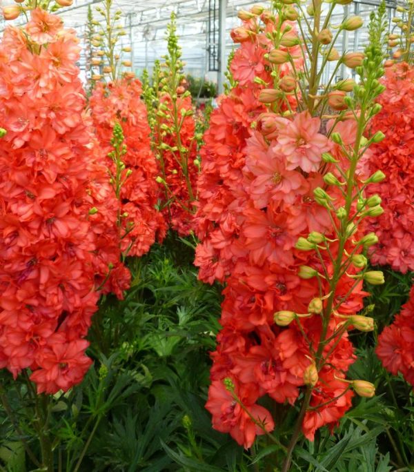 DELPHINIUM `RED LARK`