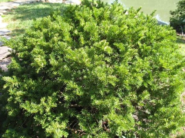 TAXUS X MEDIA `BROWNII`