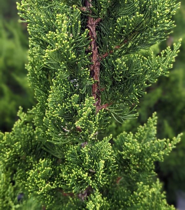 JUNIPERUS CHINENSIS `TORULOSA`